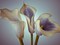 Close-up of three white Calla Lilies, Studio Shot Poster Print by Assaf Frank - Item # VARPDXAF20081028038C02